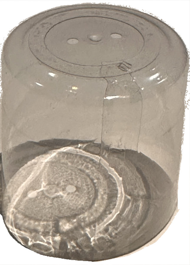 Capsula Termoretraibile