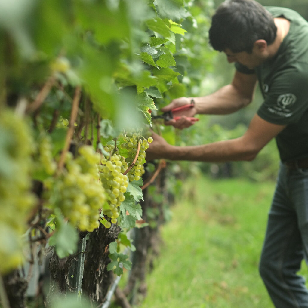 vendemmia manuale trentodoc